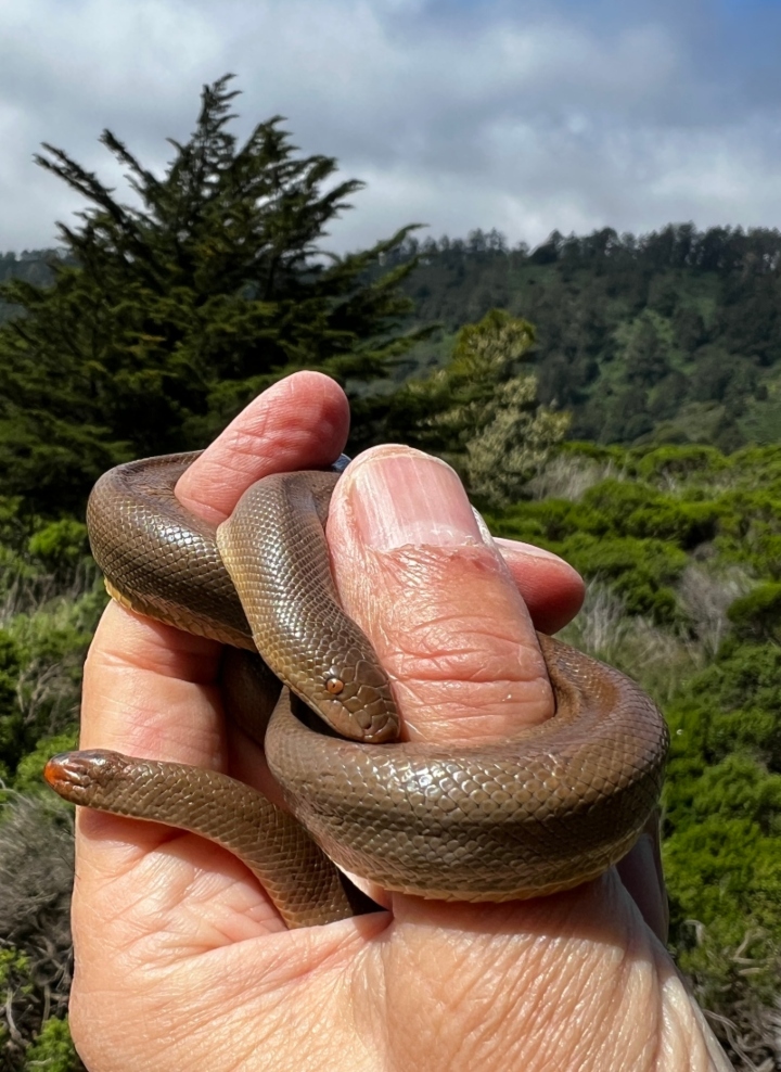 Rubber Boa